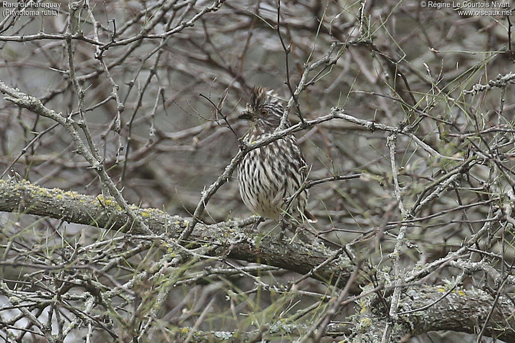 Rara du Paraguay femelle, camouflage