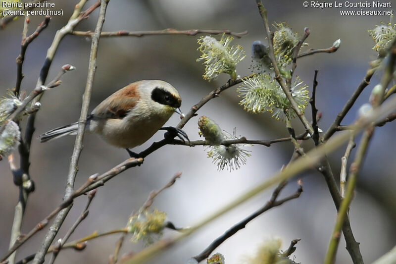 Rémiz penduline