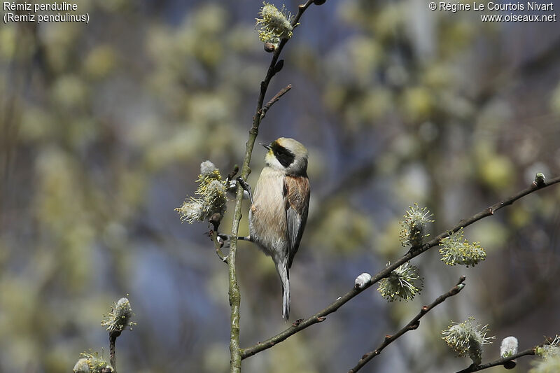 Eurasian Penduline Tit