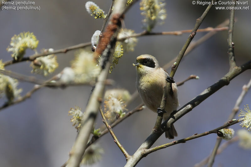 Rémiz penduline