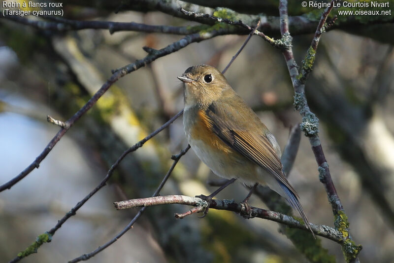 Red-flanked Bluetail