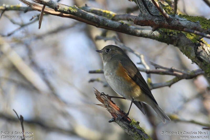 Robin à flancs roux