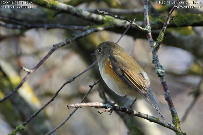 Robin à flancs roux