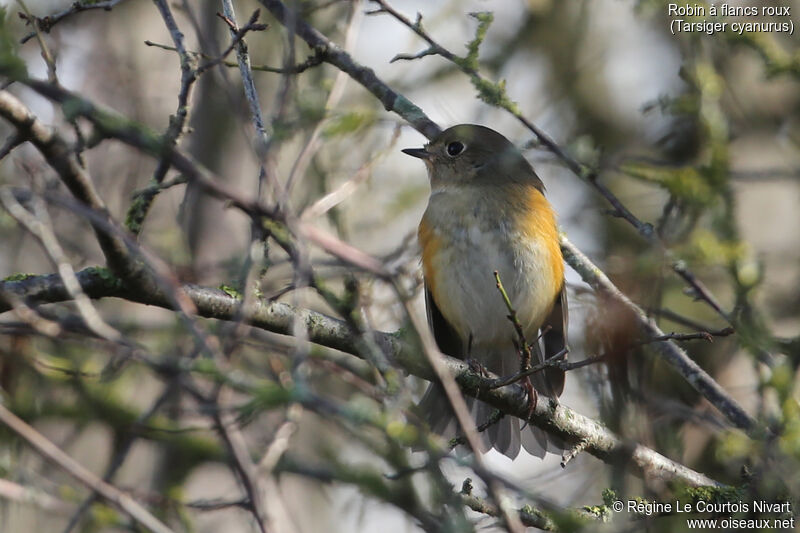 Robin à flancs roux