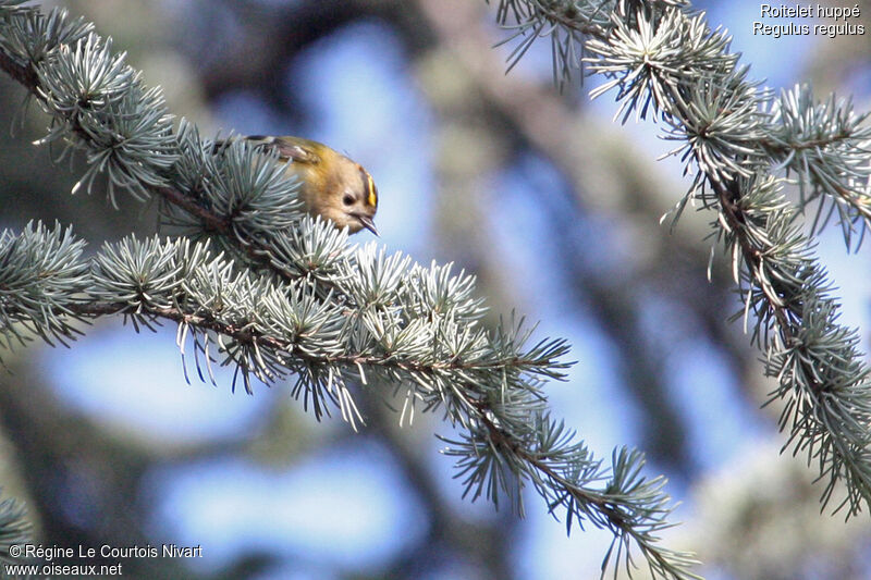 Goldcrest