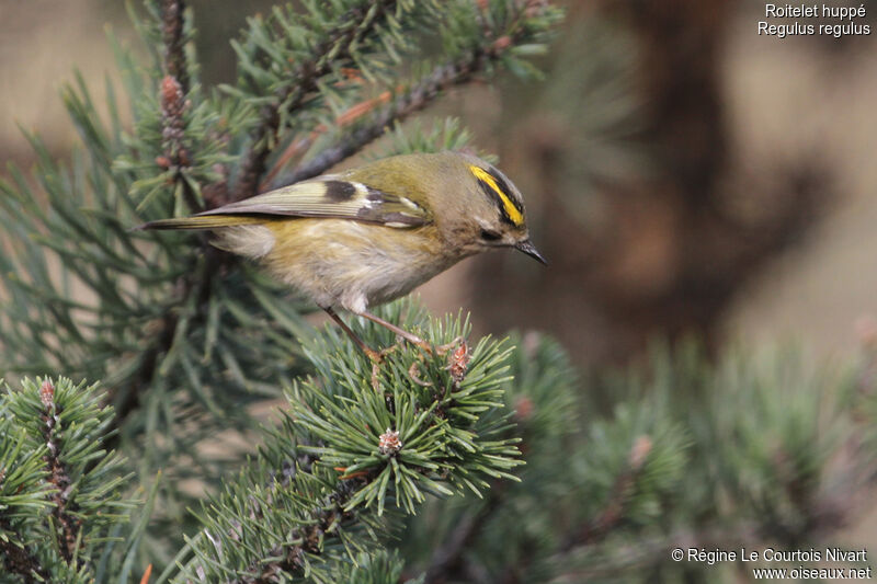 Goldcrest