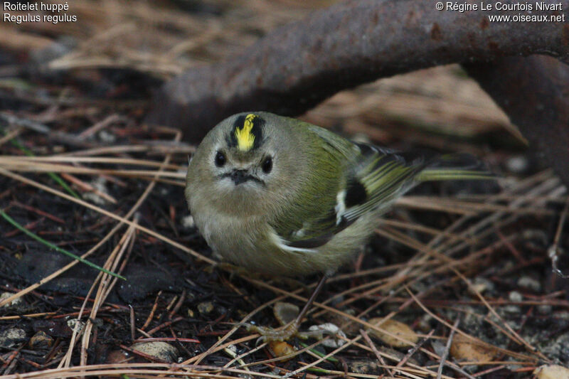 Goldcrest