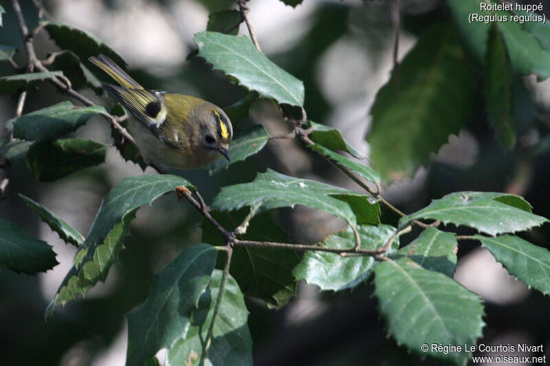 Goldcrest