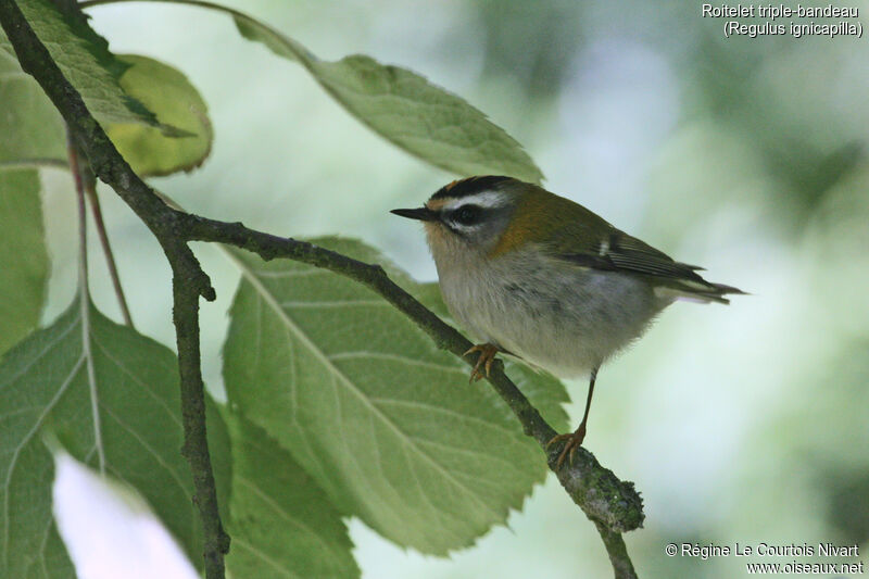 Common Firecrest