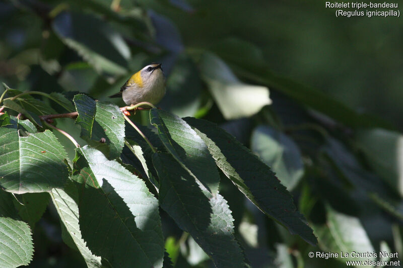 Common Firecrest