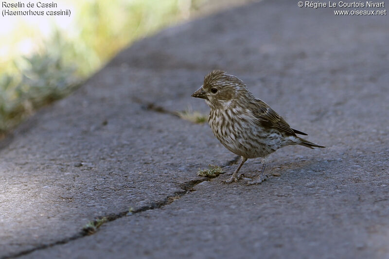 Cassin's Finch