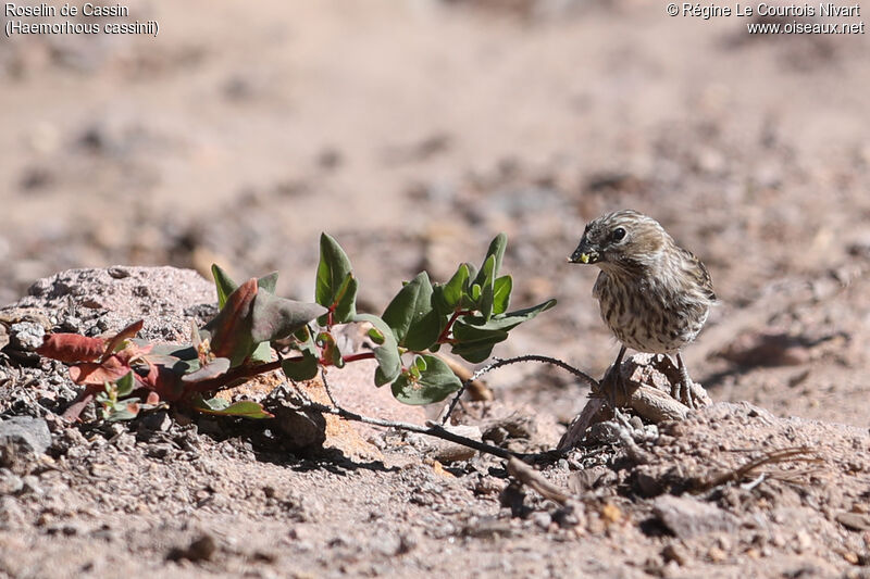 Cassin's Finch