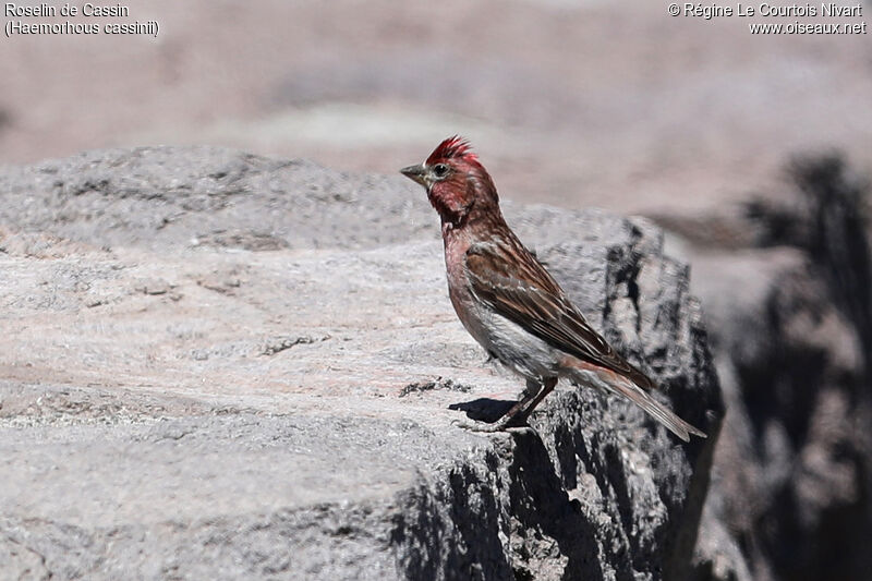 Cassin's Finch male adult