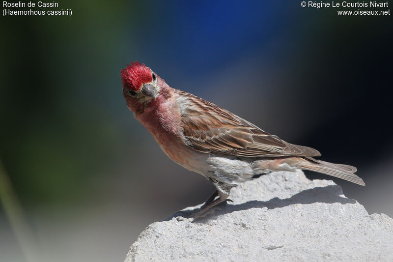 Cassin's Finch male adult