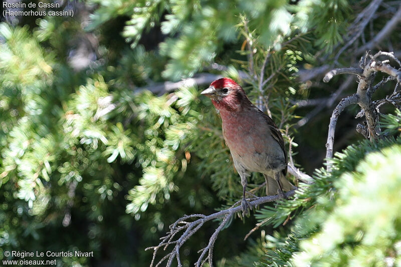 Cassin's Finch male adult