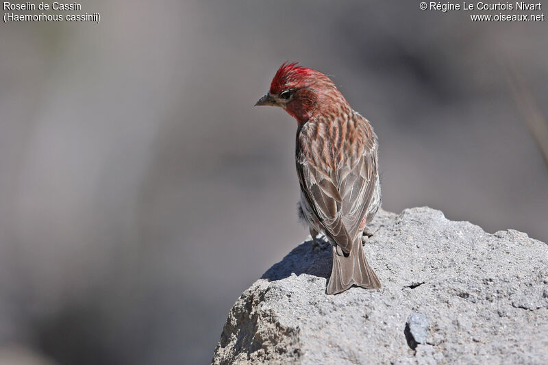 Cassin's Finch male adult