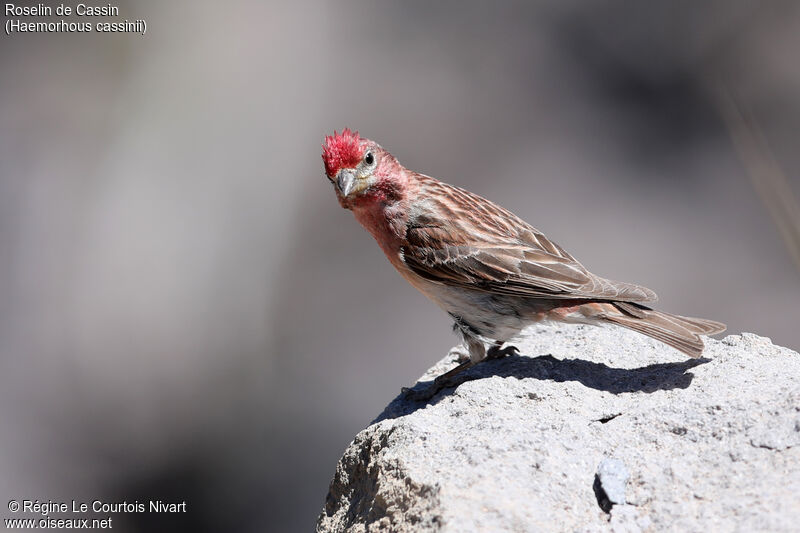 Cassin's Finch male adult