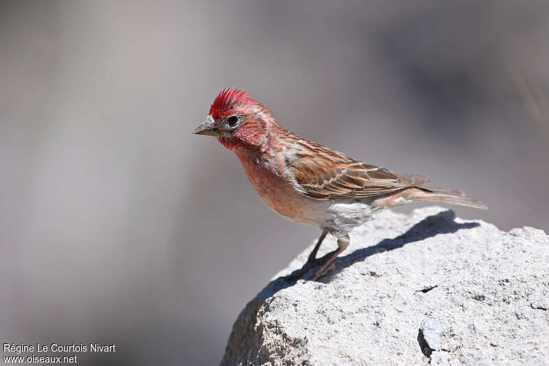 Cassin's Finch male adult