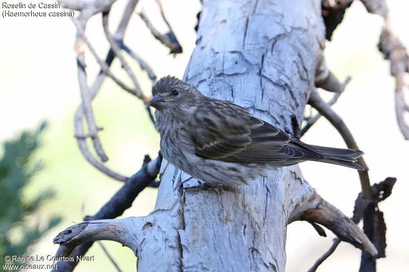 Cassin's Finch