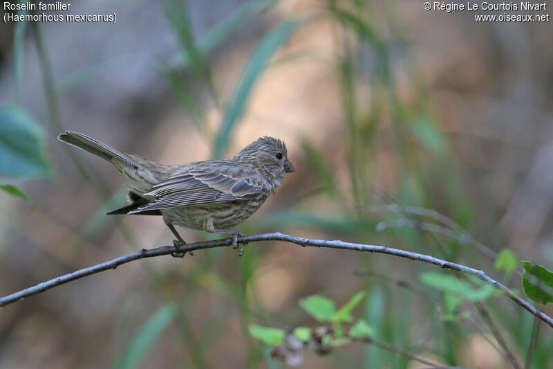 House Finch