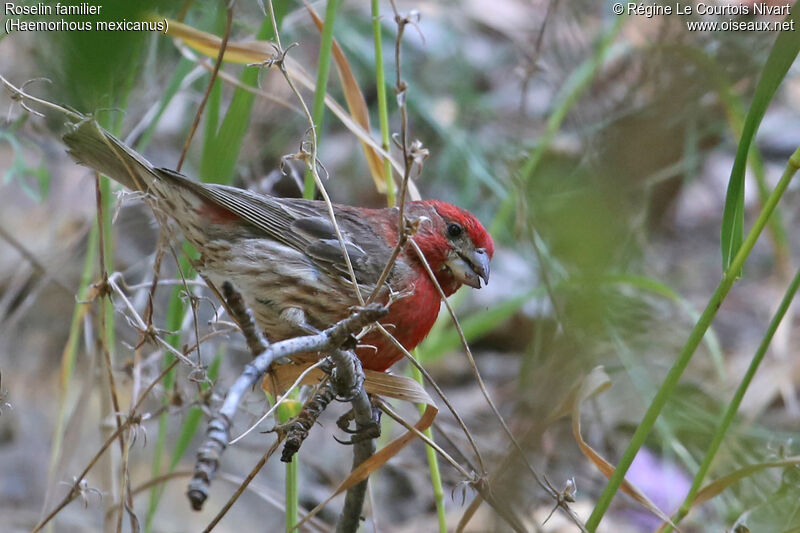 House Finch