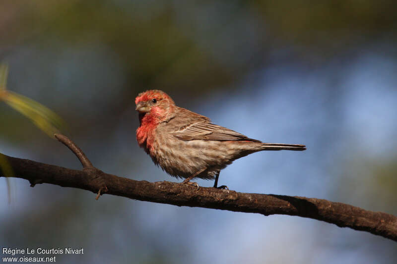 House Finch male adult breeding, identification