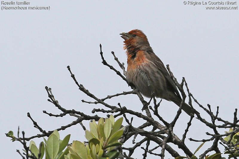 House Finch