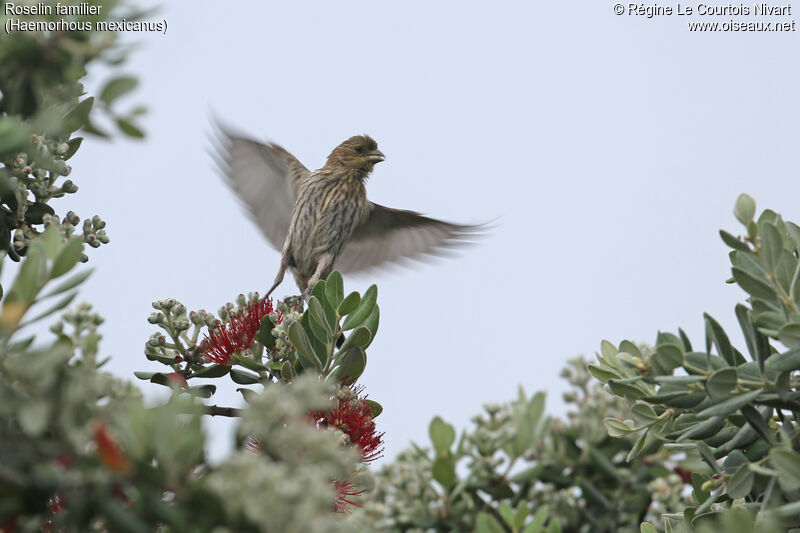 House Finch