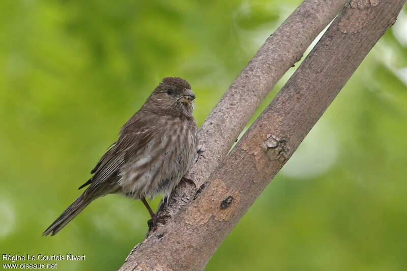 House Finch