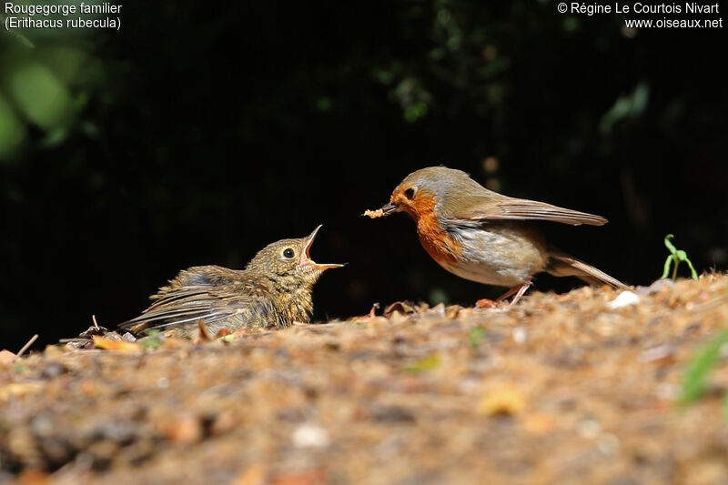 European Robin, identification, feeding habits, Behaviour