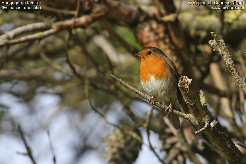 European Robin