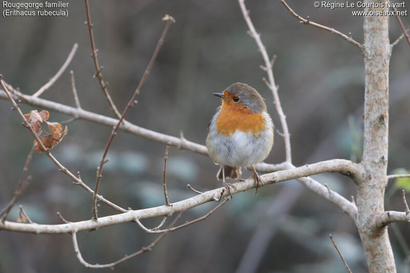 European Robin