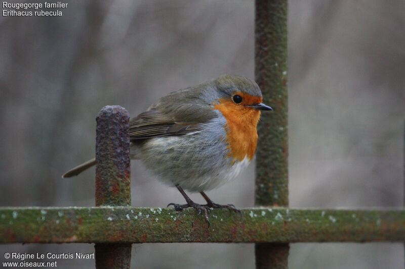 European Robin, identification