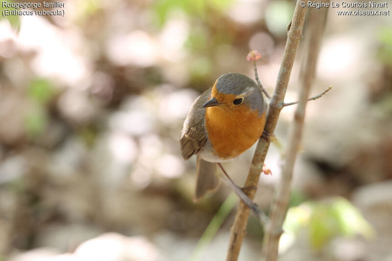 European Robin