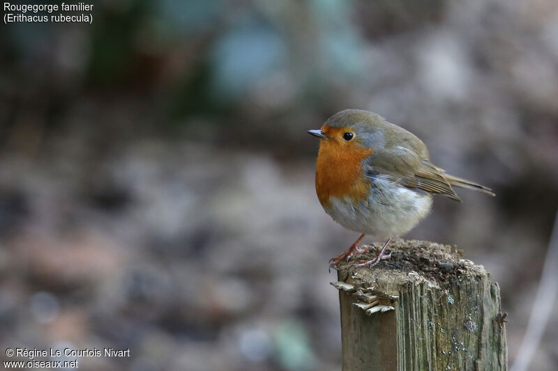 European Robin