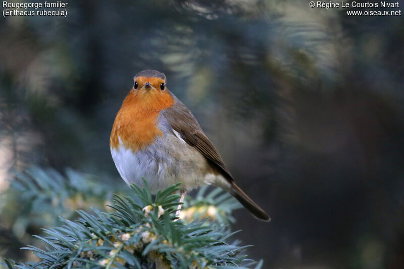 European Robin