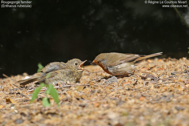 Rougegorge familier, Comportement