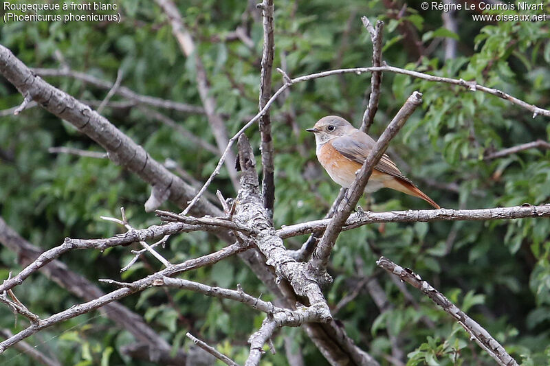 Common Redstart