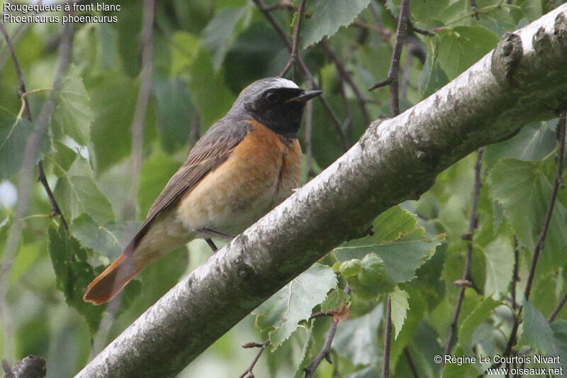 Common Redstart male