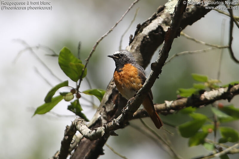 Common Redstart male adult