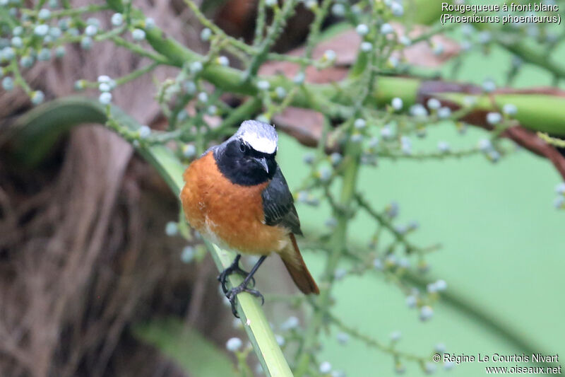 Common Redstart male adult