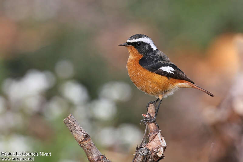 Moussier's Redstart male adult, identification