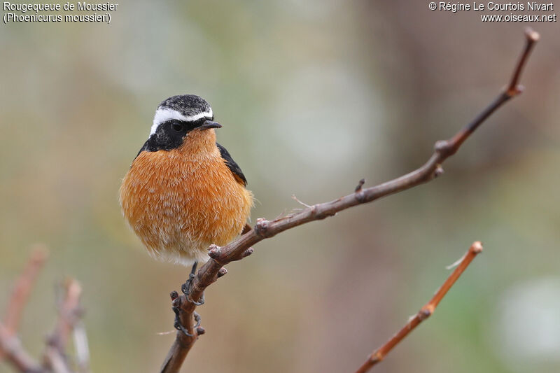 Moussier's Redstart