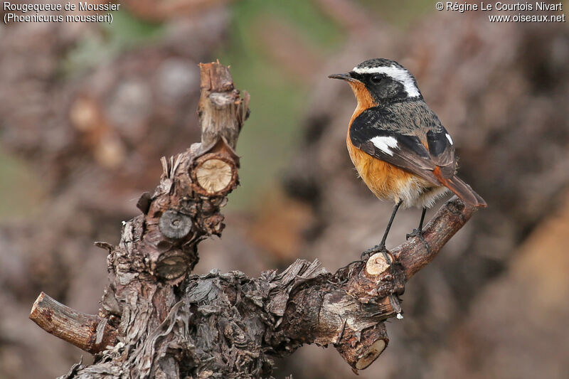 Moussier's Redstart