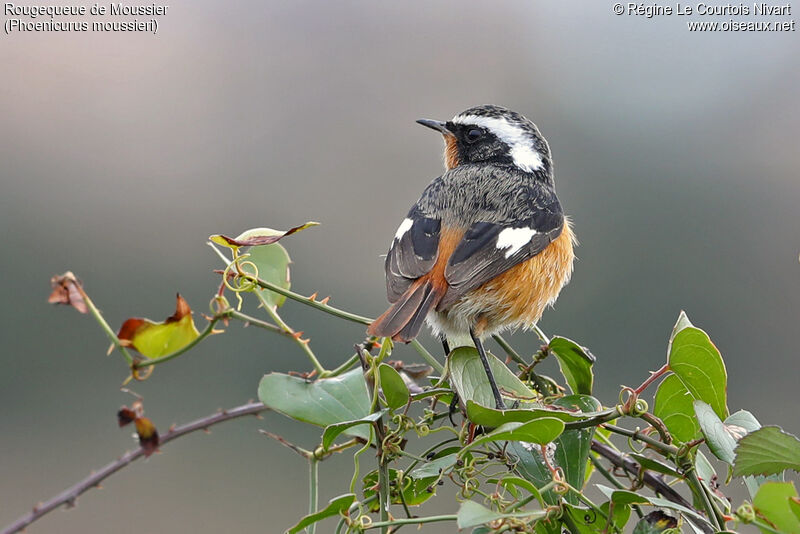 Moussier's Redstart