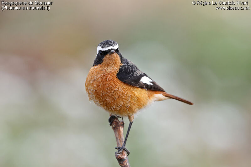 Moussier's Redstart