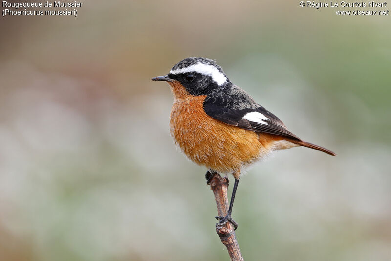 Moussier's Redstart