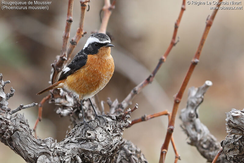 Moussier's Redstart