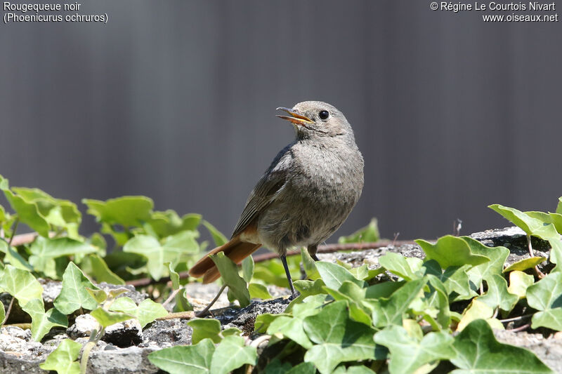 Black Redstart