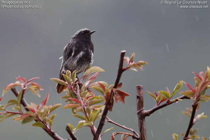 Black Redstart male